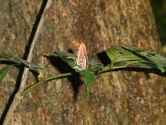 Paralaxita telesia