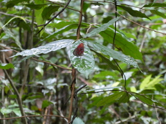 Paralaxita telesia