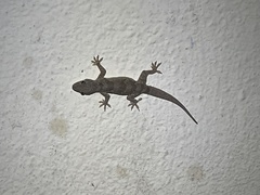 Hemidactylus flaviviridis