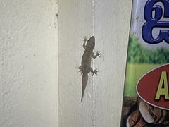 Hemidactylus flaviviridis