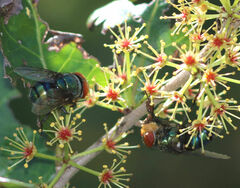 Chrysomya megacephala