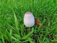 Coprinus comatus