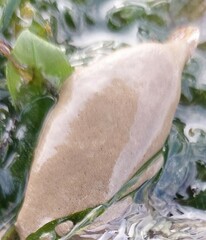 Didemnum psammatodes