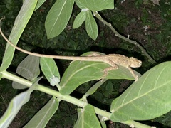 Calotes versicolor