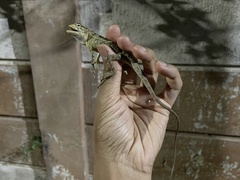 Calotes versicolor