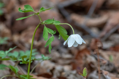 Anemonoides amurensis