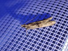 Nephopterix angustella