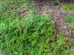 Pteridium aquilinum latiusculum