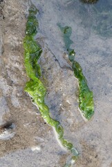 Ulva meridionalis