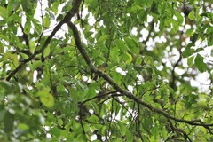 Culicicapa ceylonensis