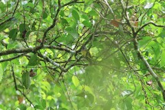 Culicicapa ceylonensis