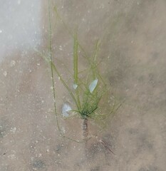 Ulva meridionalis