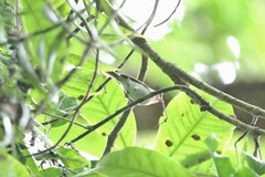 Phylloscopus grammiceps