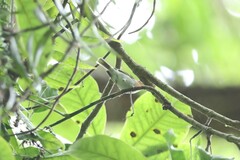 Phylloscopus grammiceps