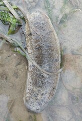 Holothuria scabra