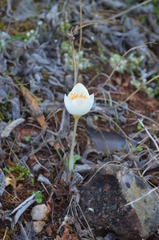 Crocus boryi