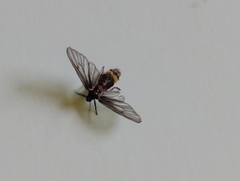 Psichotoe duvaucelii