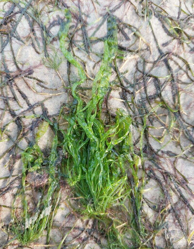 Ulva meridionalis (Ulva meridionalis)