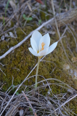 Crocus boryi
