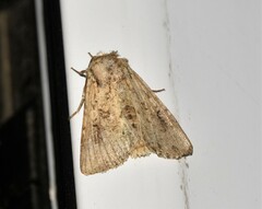 Mythimna languida
