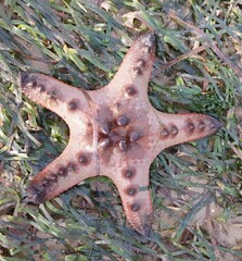 Protoreaster nodosus