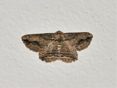 Menophra berenicidaria