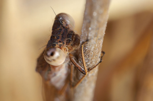 Siberian Winter Damsel, Havelte, Provincie Drenthe, Holland, photo 6 of 10