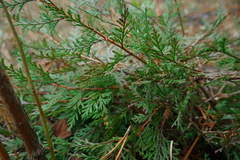 Chamaecyparis thyoides