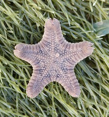 Goniodiscaster scaber