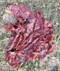 Halymenia
