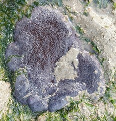 Stichodactyla haddoni