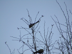 Aegithalos caudatus