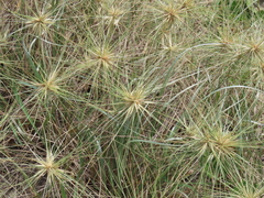 Spinifex