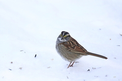 Zonotrichia albicollis