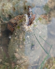 Cymbiola nobilis