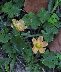 Modiolastrum malvifolium