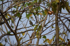 Elaenia flavogaster