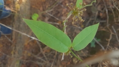 Vincetoxicum dalzellii