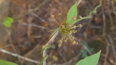 Vincetoxicum dalzellii