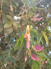 Dolichandra cynanchoides