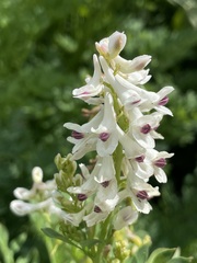 Corydalis caseana brachycarpa