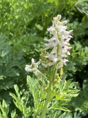 Corydalis caseana brachycarpa