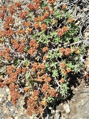 Crassula pruinosa