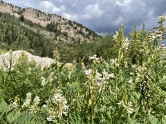 Corydalis caseana brachycarpa