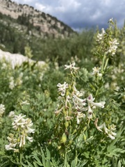Corydalis caseana brachycarpa