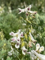 Corydalis caseana brachycarpa