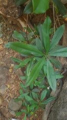 Ancistrocladus heyneanus