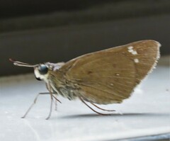 Torbenlarsenia gemella