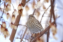 Haemorhous mexicanus