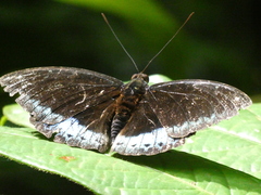 Lexias